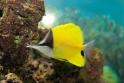 Forcipiger flavissimus (yellow longnose Butterflyfish), Aquarium